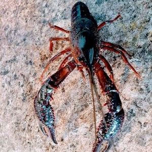 Meet your Posher, Brody